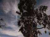 Stunning view of tree branches and leaves with a cloudy sky at sunset