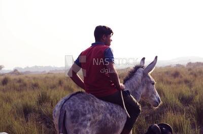Young man rides a donkey, Egypt