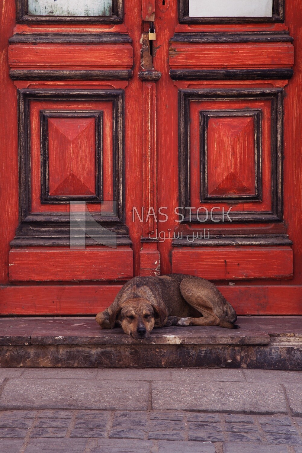 Dog sleeping in peace and tranquility in front of a closed shop in the early morning in Cairo