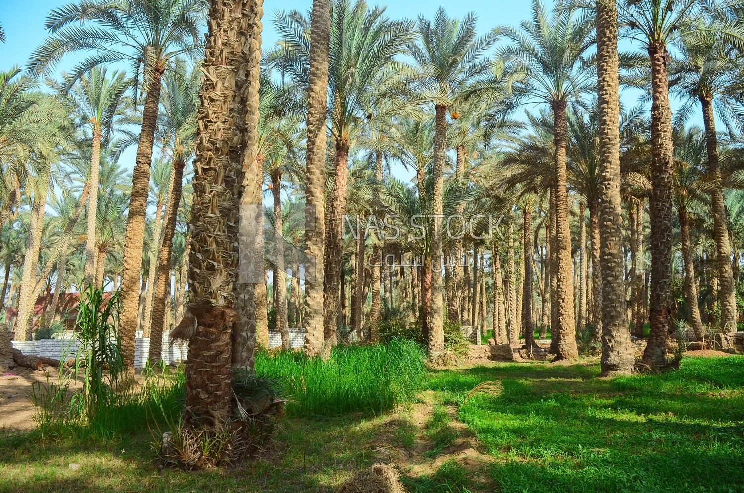 Stunning view of green agricultural land with many palm trees, Egypt