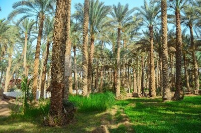 منظر خلاب لارض زراعية خضراء مع العديد من اشجار النخيل , الاراضى الزراعية , زراعة البلح , مصر