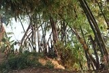 View of bamboo stakes in front of the sea