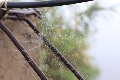 View of spider web