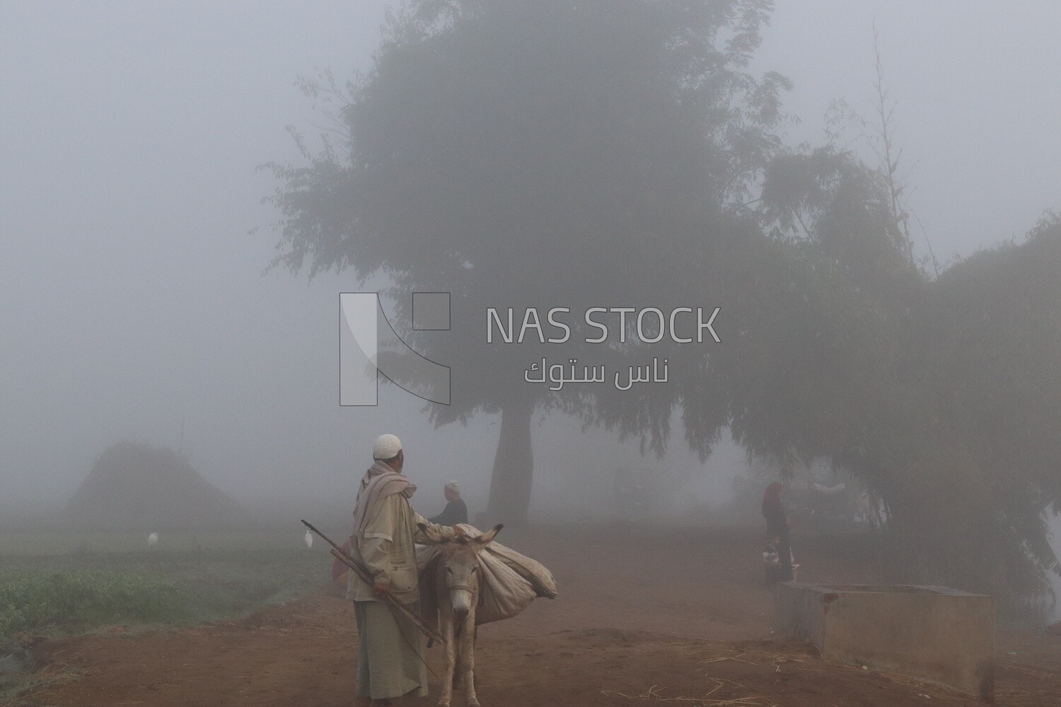 Man walking with his donkey in foggy weather