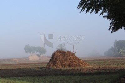 View of a field at sunset, farm trees, and green plants, farm fields, trees and crops, farmland, a scenic landscape