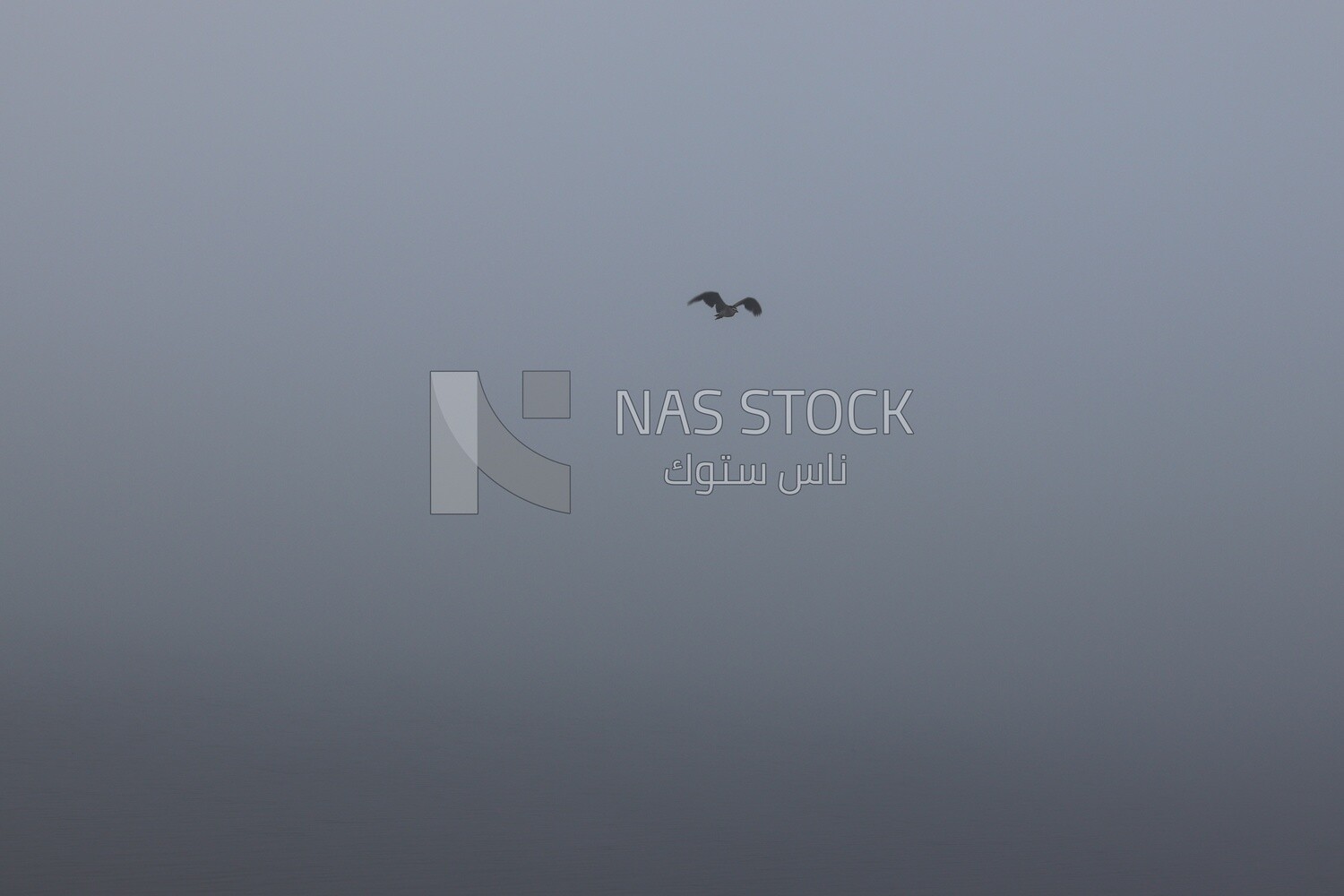 View of a bird flying  in the sky during foggy weather