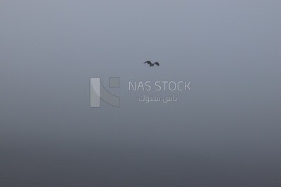 View of a bird flying  in the sky during foggy weather