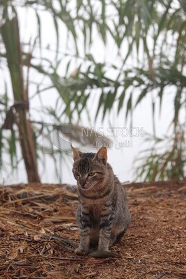 View of a cat on a field