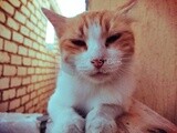 Close up of a cat sitting on the fence