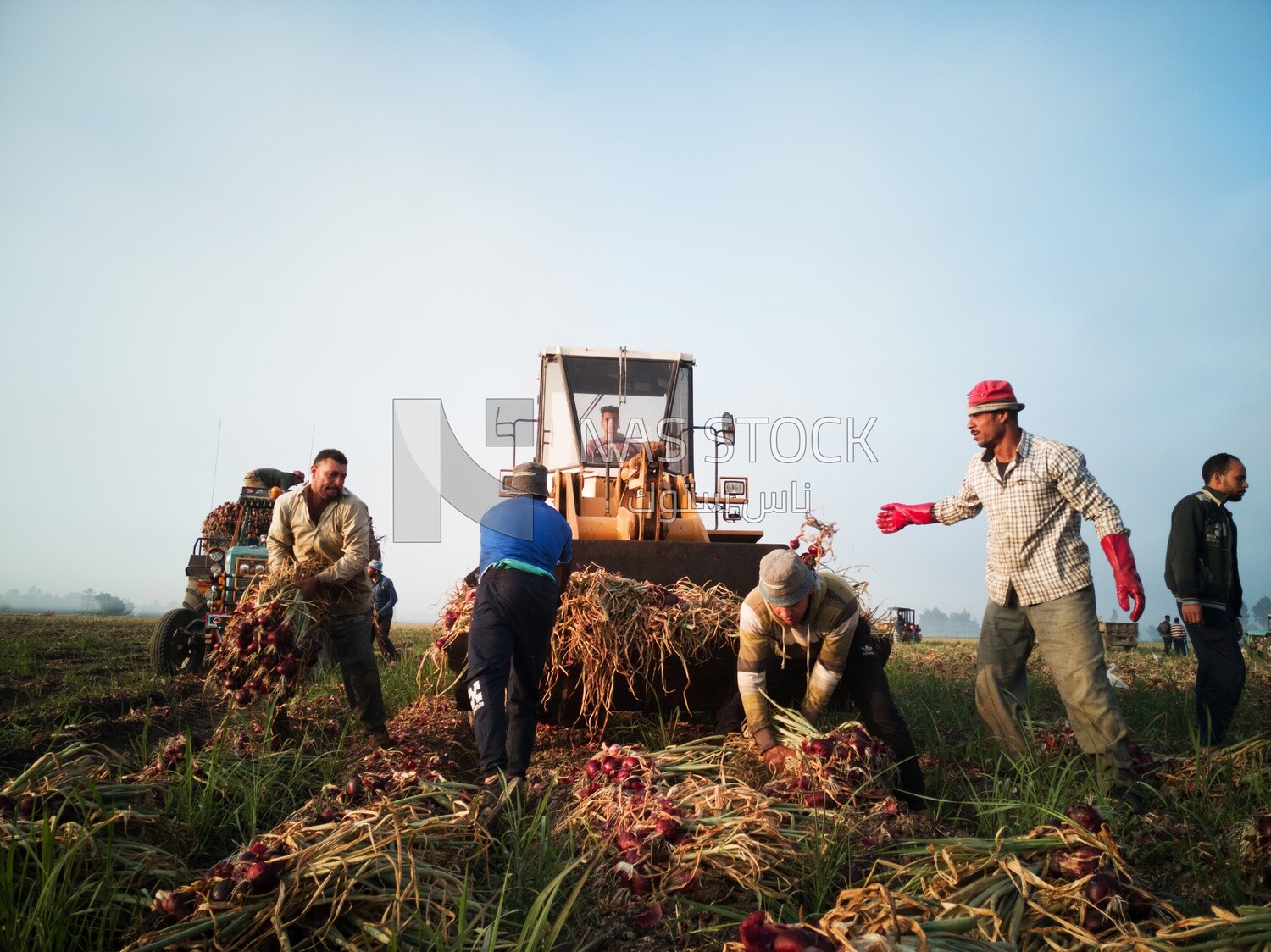 Group of people in a field during onion harvest, Agricultural land