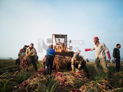 Group of people in a field during onion harvest, Agricultural land