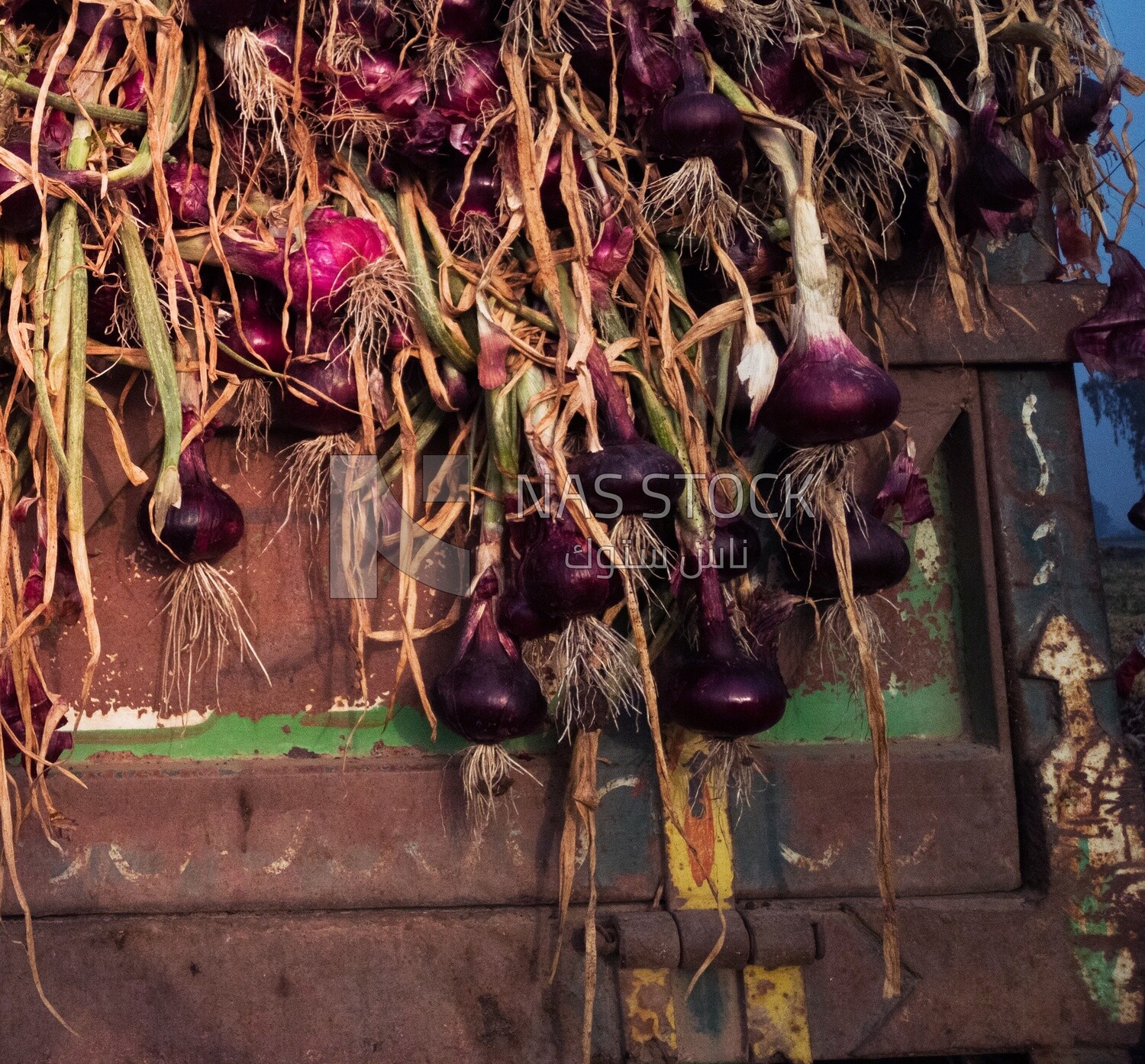 Bunch of onions in the ground during harvest, Agricultural land