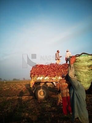 Group of people in a field during onion harvest, Agricultural land