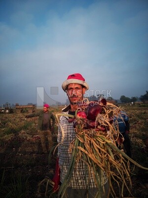 Man holding a bunch of onions in a field, Agricultural land