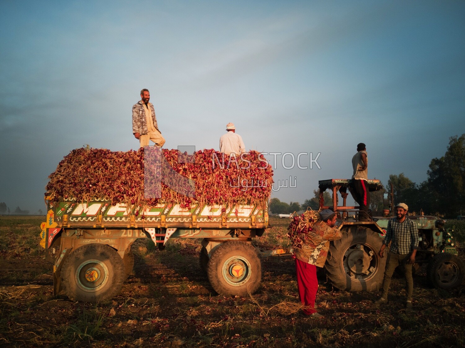 Group of people in a field during onion harvest, Agricultural land