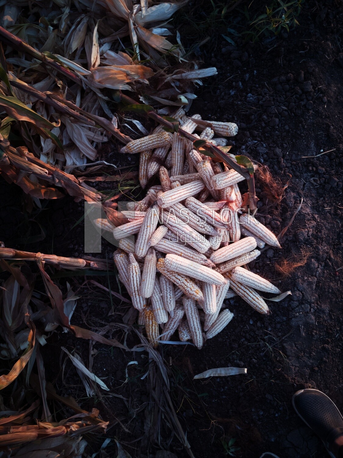 View of Pile of corn with husks on a field, agricultural land