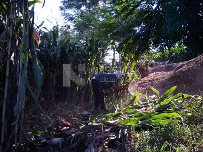 Farmer cutting the corn with the reaping hook, Agricultural land