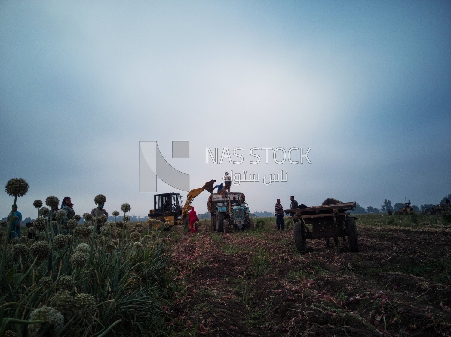 Group of people in a field during onion harvest, Agricultural land