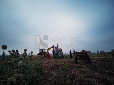 Group of people in a field during onion harvest, Agricultural land