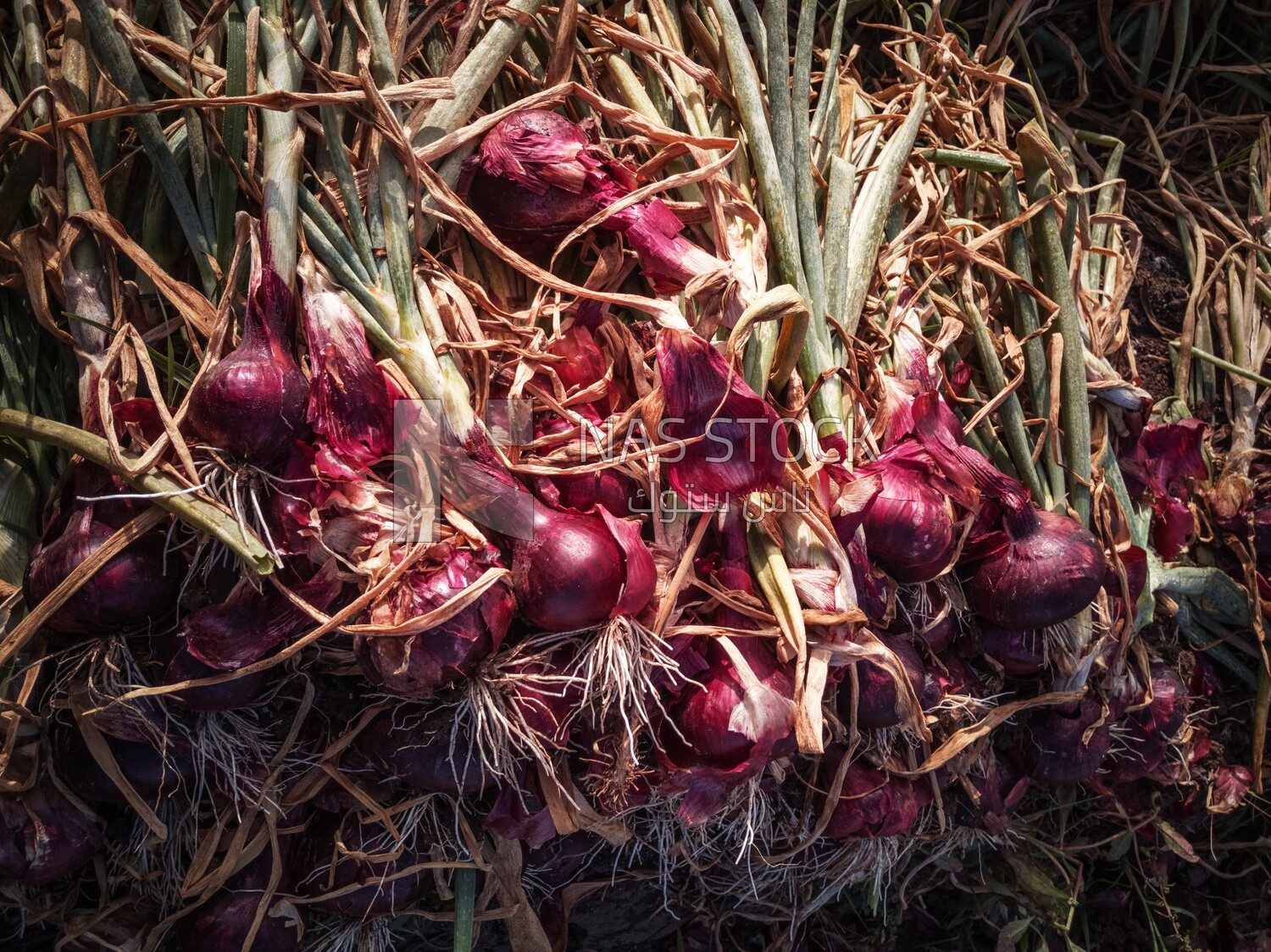 Bunch of onions in the ground during harvest, Agricultural land