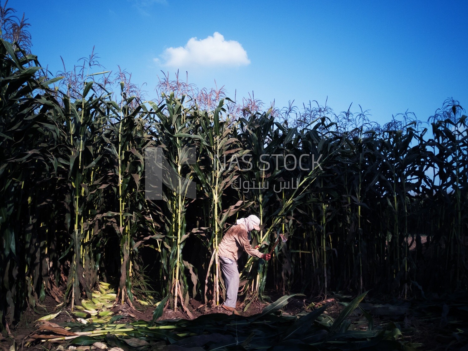 Farmer cutting the corn with the reaping hook, Agricultural land