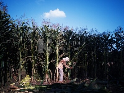 Farmer cutting the corn with the reaping hook, Agricultural land