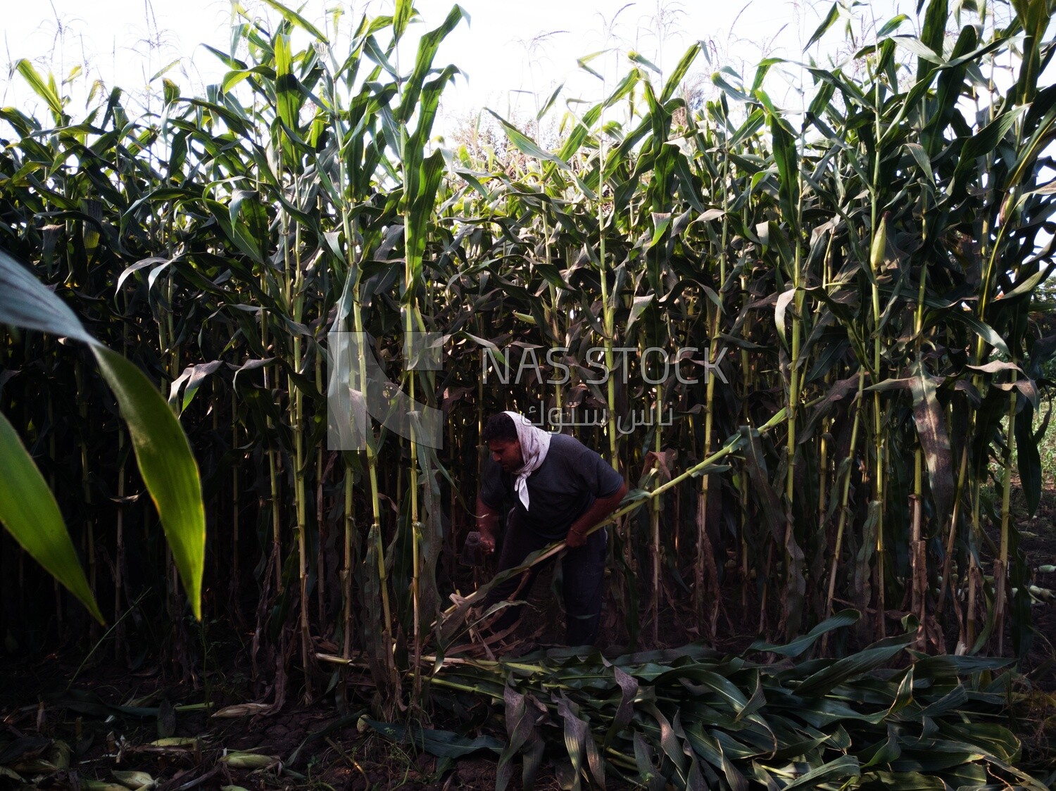 Farmer cutting the corn with the reaping hook, Agricultural land