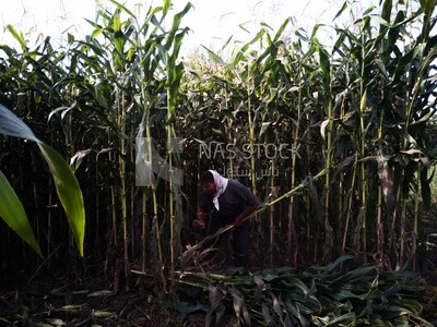 Farmer cutting the corn with the reaping hook, Agricultural land