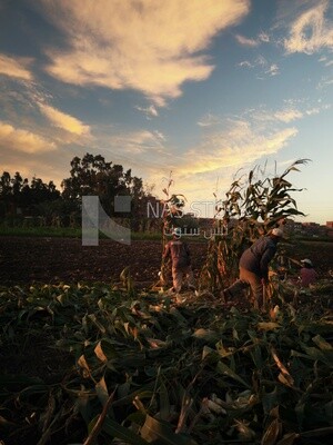 Three Farmers cutting the corn with the reaping hook, Agricultural land