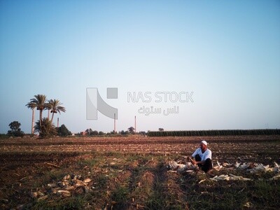 Farmer sitting in a field Shuck the corn, Agricultural land