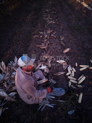 Farmer sitting in a field Shuck the corn, Agricultural land