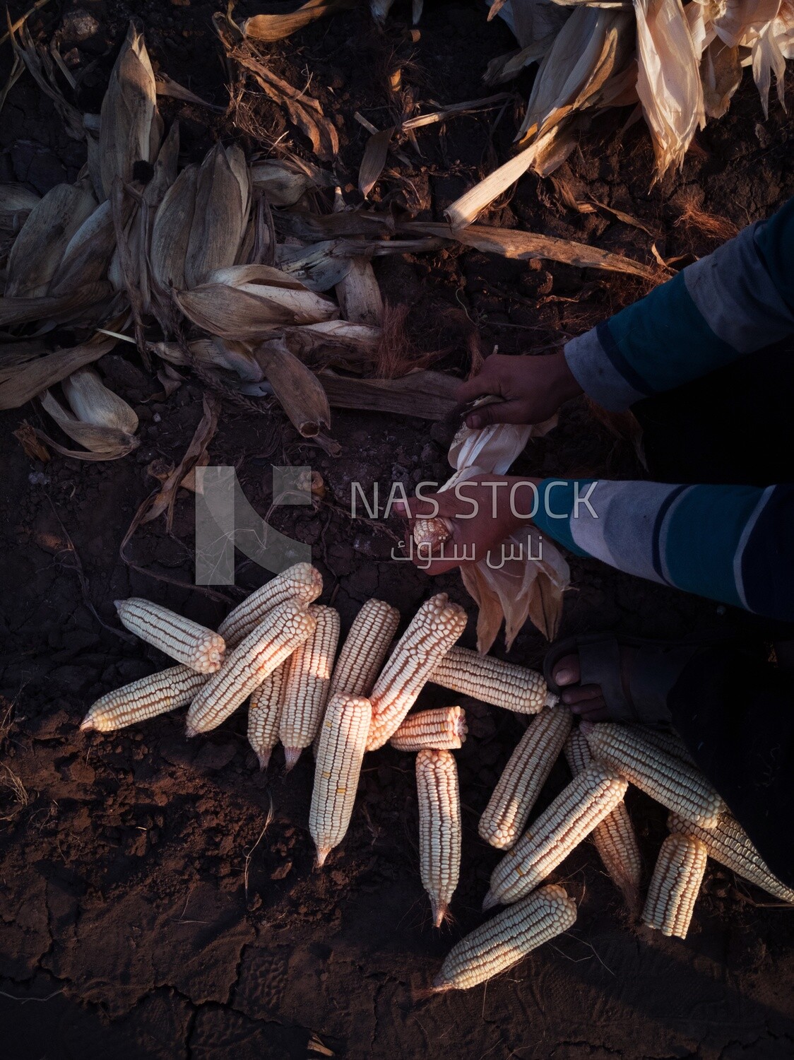 Farmer sitting in a field Shuck the corn, Agricultural land