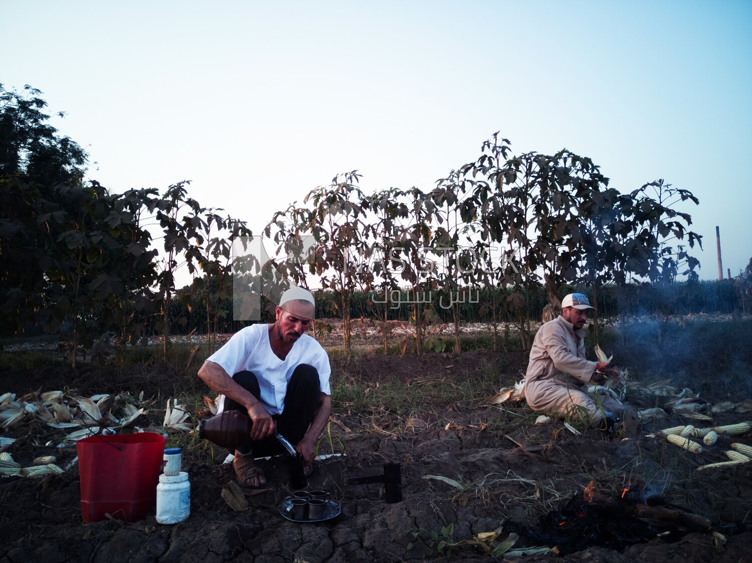 Two farmers sitting in a field one of them making tea and the other Shuck the corn, Agricultural land