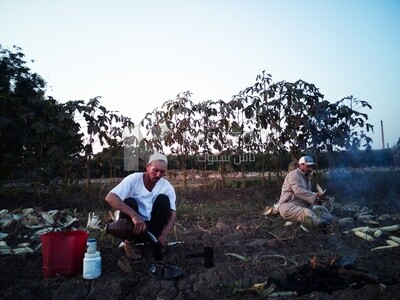 Two farmers sitting in a field one of them making tea and the other Shuck the corn, Agricultural land