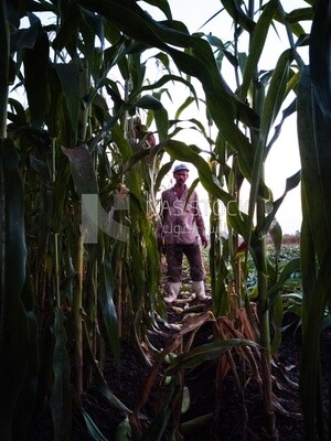 Farmer standing in front of the corn harvest, Agricultural land