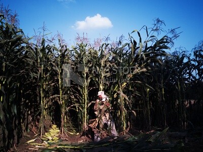 Farmer cutting the corn with the reaping hook, Agricultural land