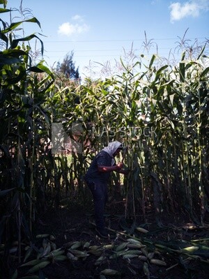 Farmer cutting the corn with the reaping hook, Agricultural land