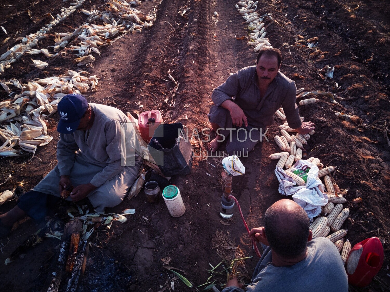 Two farmers sitting in a field one of them making tea and the other Shuck the corn, Agricultural land