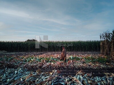 Farmer sitting in a field Shuck the corn, Agricultural land