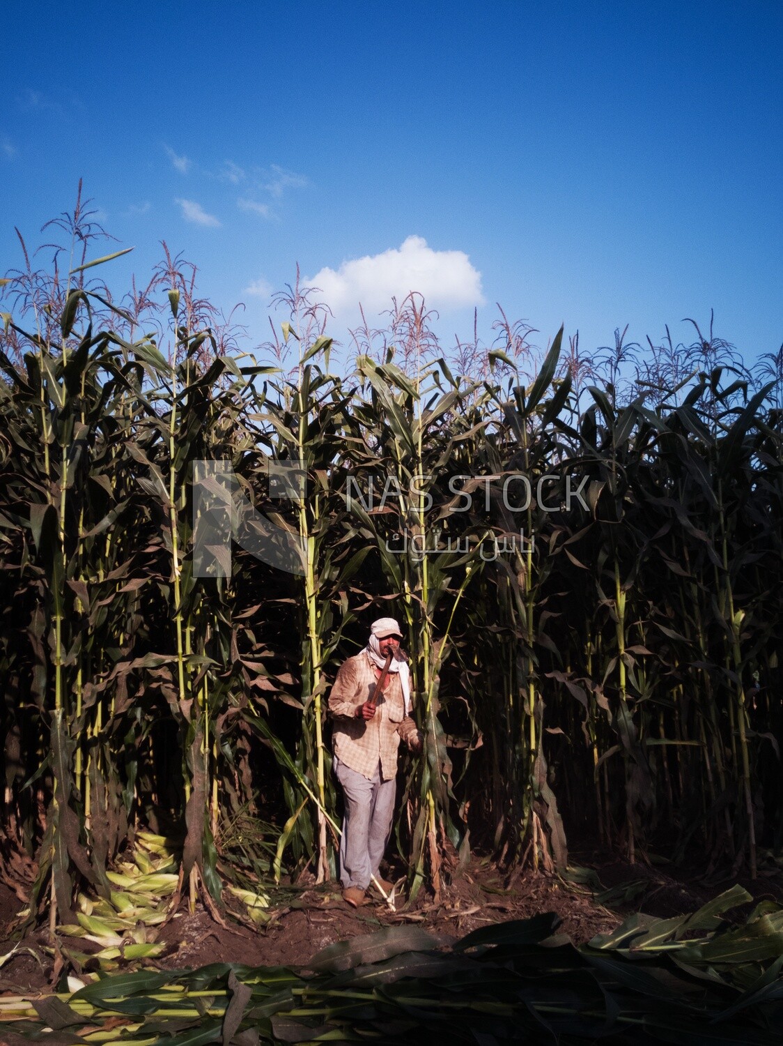 Farmer cutting the corn with the reaping hook, Agricultural land
