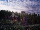 Three Farmers cutting the corn with the reaping hook, Agricultural land