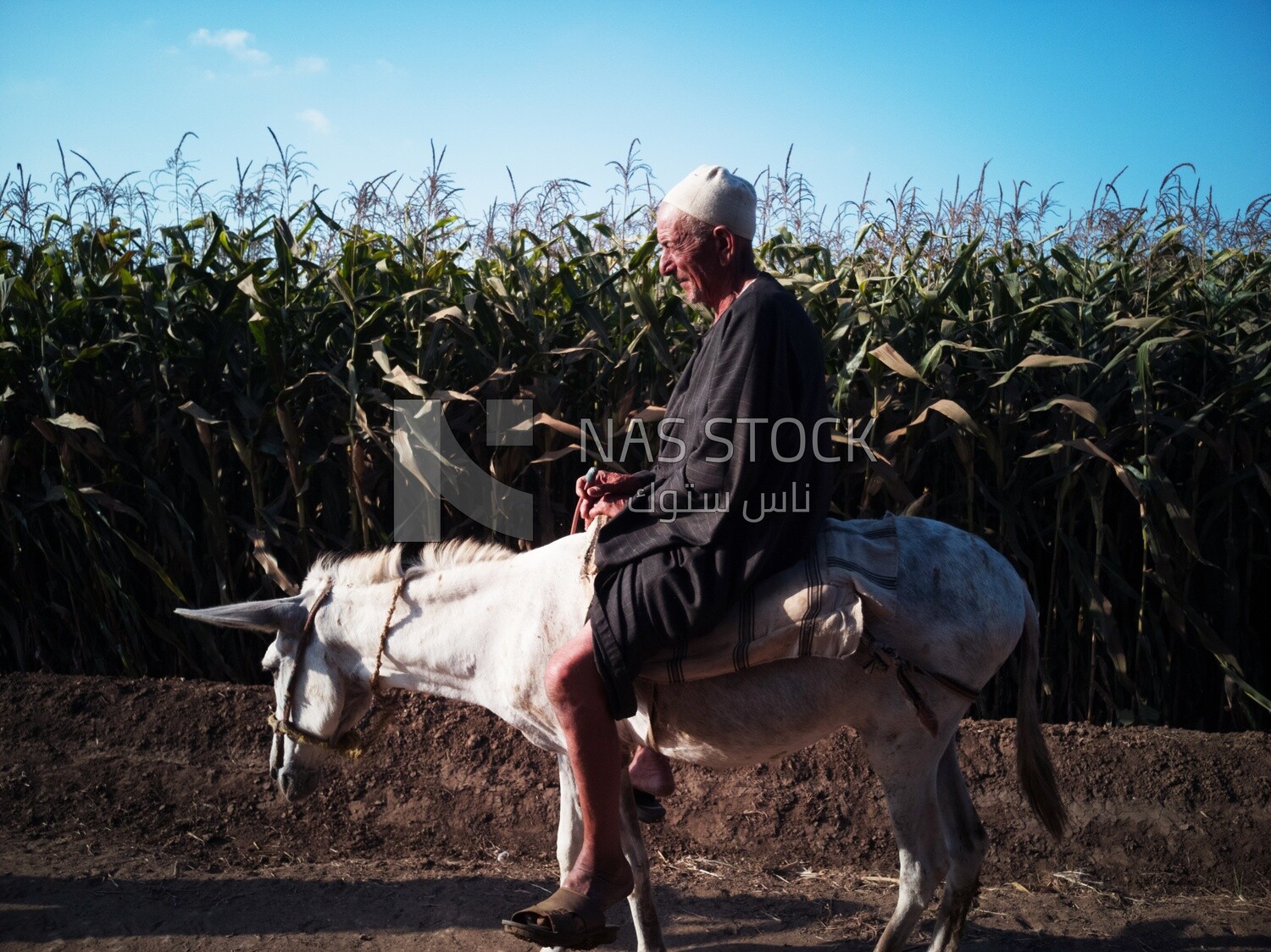 Man riding his donkey in the field, Agricultural land