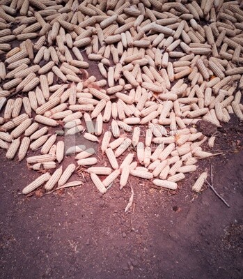 View of Pile of corn with husks on a field, agricultural land