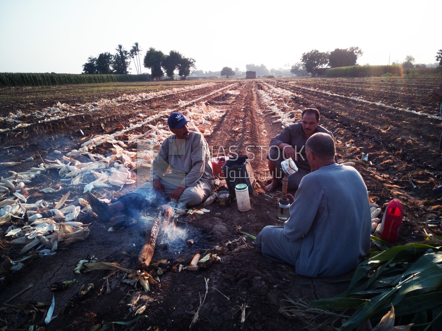 Group of men sitting in a cornfield and drinking a hookah