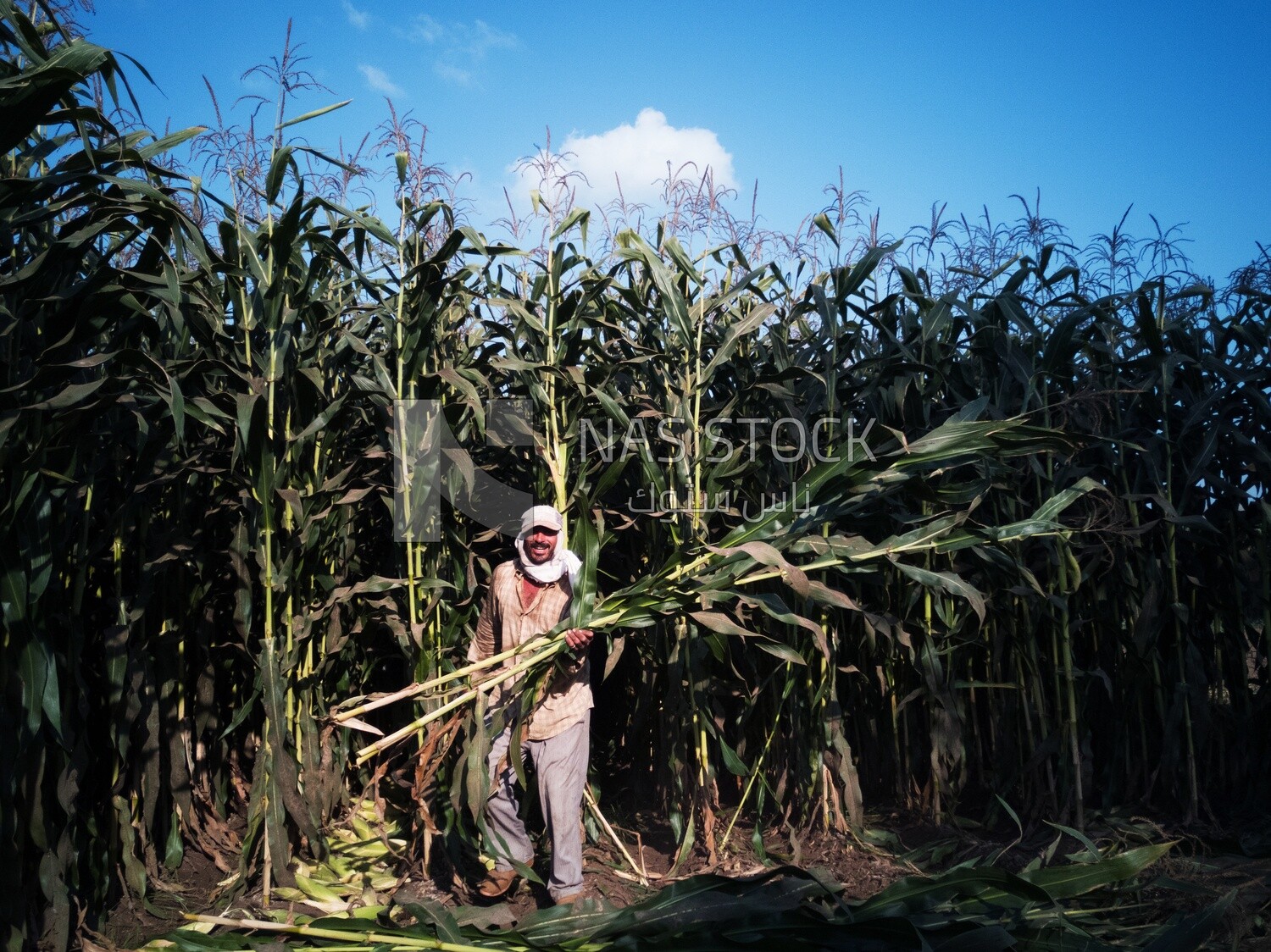 Farmer cutting the corn with the reaping hook, Agricultural land