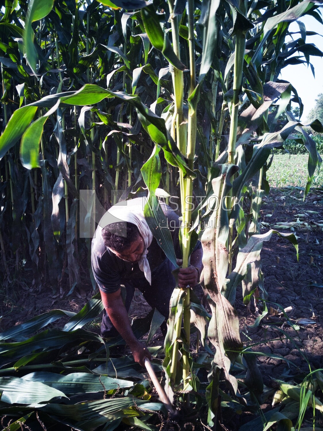 Farmer cutting the corn with the reaping hook, Agricultural land