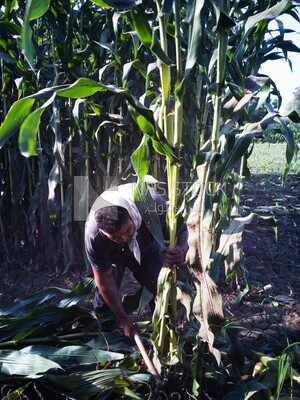 Farmer cutting the corn with the reaping hook, Agricultural land