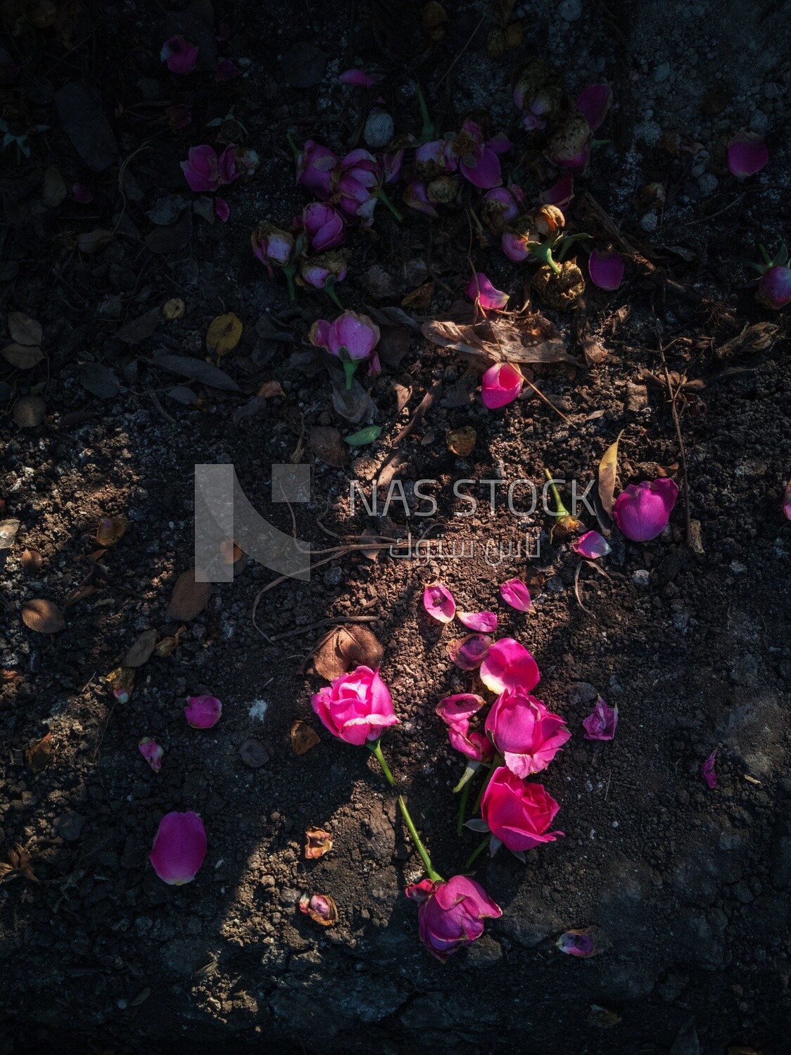Pink flower in the ground