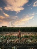 Farmer standing in front of the corn harvest, Agricultural land