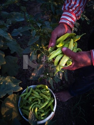 Green chili pepper in the plate, Agricultural land